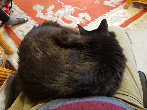 Chez Ollie - Free head boops for everyone