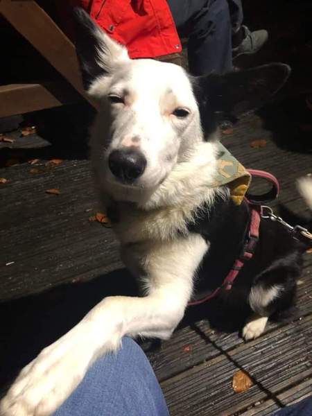 What are your dog's special quirks?