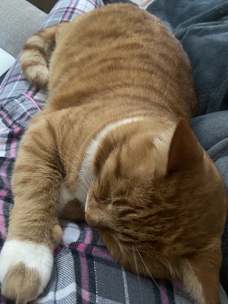 Could I have a cat?