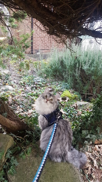 Maine Coons