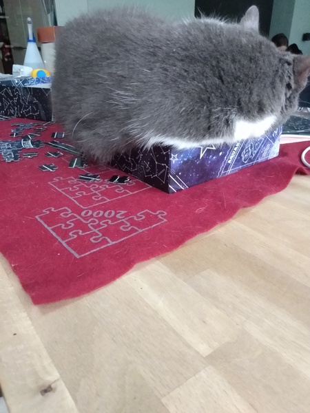 Chez Ollie - Free head boops for everyone