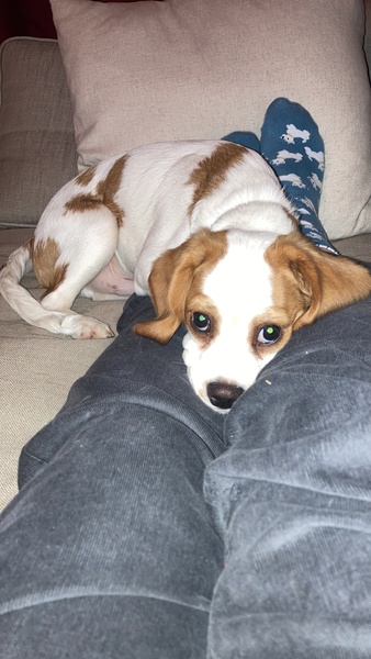 Does anyone regret the breed they chose?