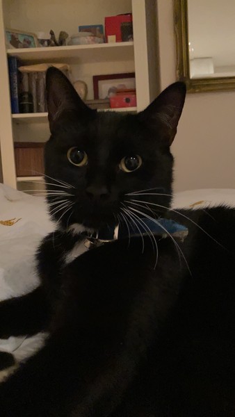 Talk to me re black cats…