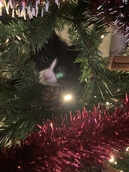 Kittens/Cats and Christmas Trees