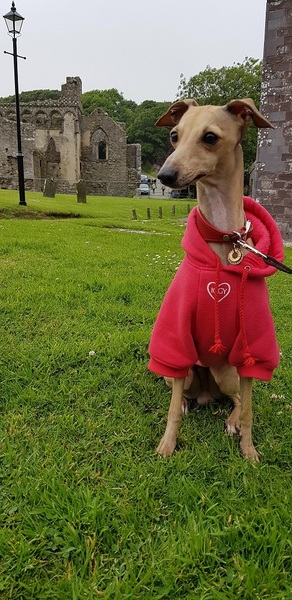To think dogs don't need clothes