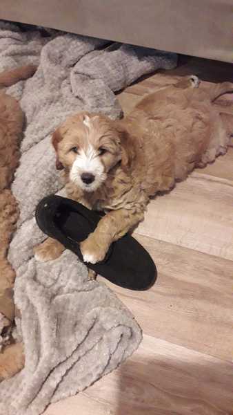 Puppy survival thread. Nov. Read this and buy a hamster instead