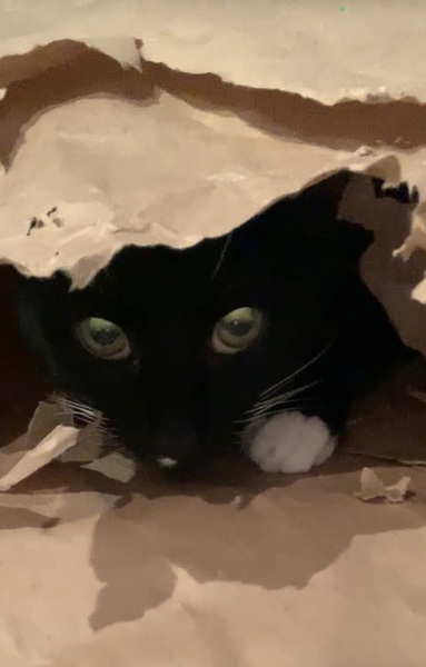 Paper bags and cardboard boxes