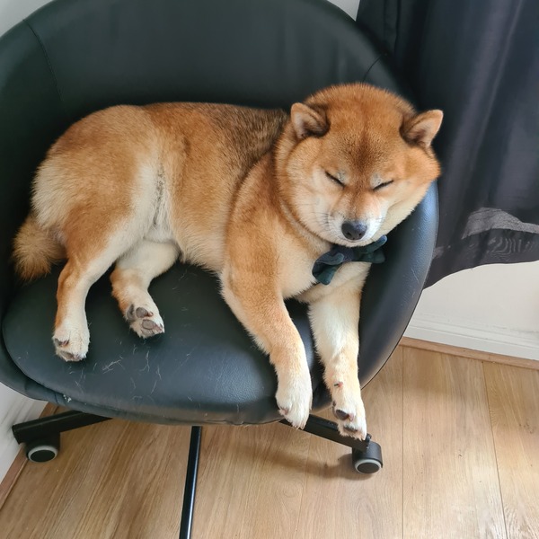 Shiba Inu's where is the love?