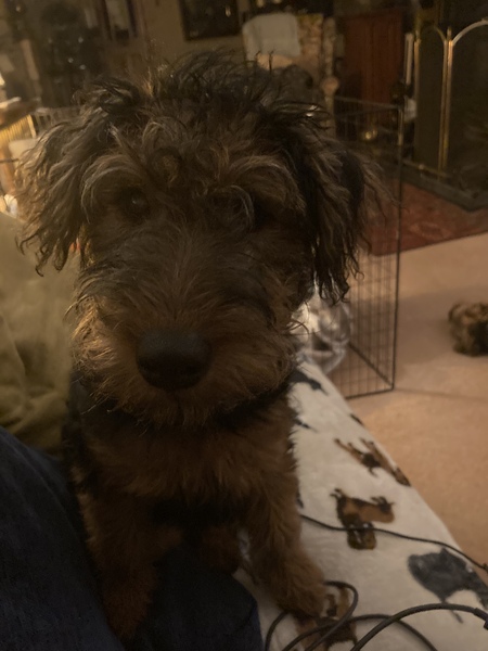 Posh dog breeds (just for fun!)