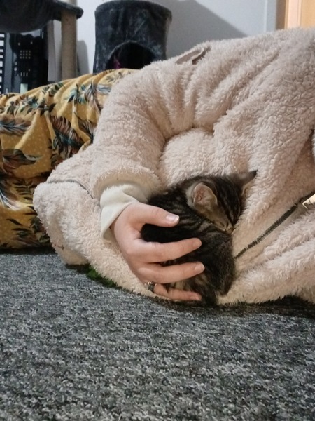 New kitten - litter training