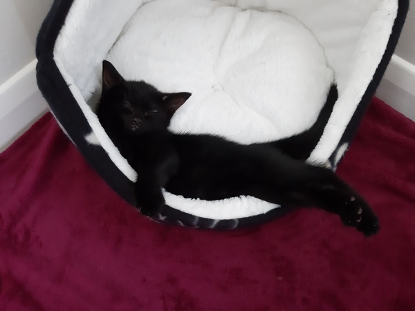 Please share with me!! Pics of your cats and their funniest little quirks!
