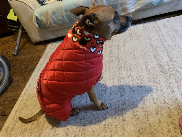 To think dogs don't need clothes