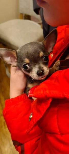 Any fellow chihuahua owners around who have more than one Chi?