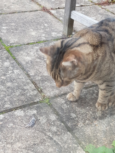 Thug cat part 4.  After all, it's not my Axminster.