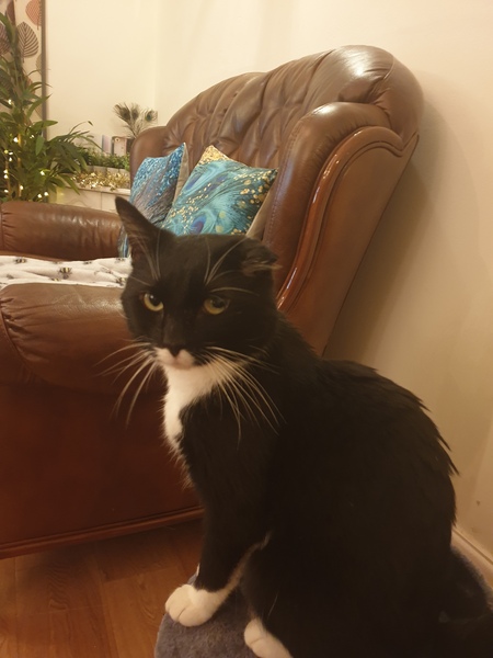 Bringing home rescue kitty on weds - what do we need to know?