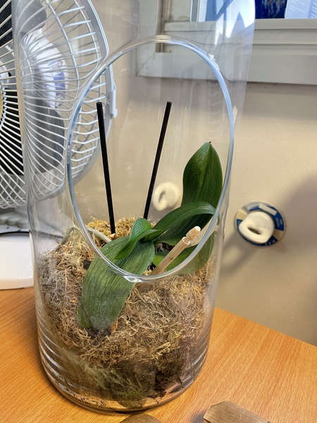 Plant ID?