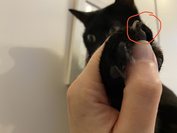 Horned claw