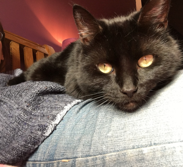 Talk to me re black cats…