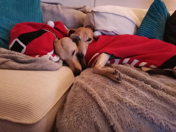 To think dogs don't need clothes