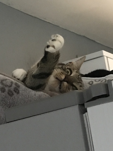 My cat is an arsehole