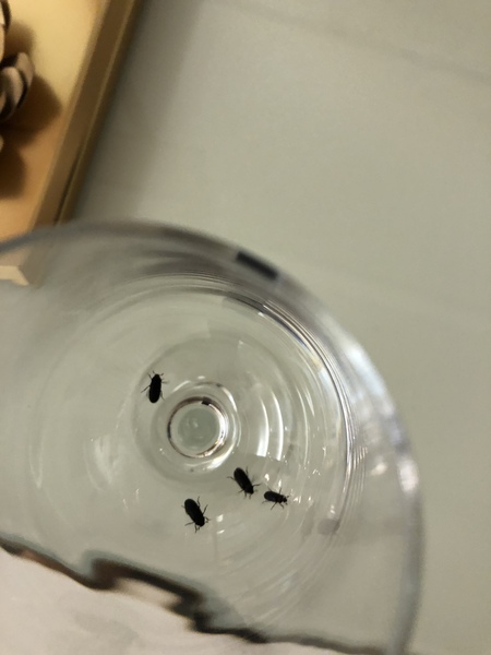 Cat diet - vomiting, urinary, raw