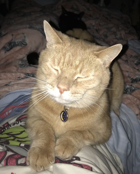 What is is about a cats purr…