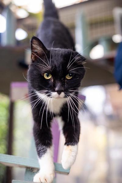 Bringing home rescue kitty on weds - what do we need to know?