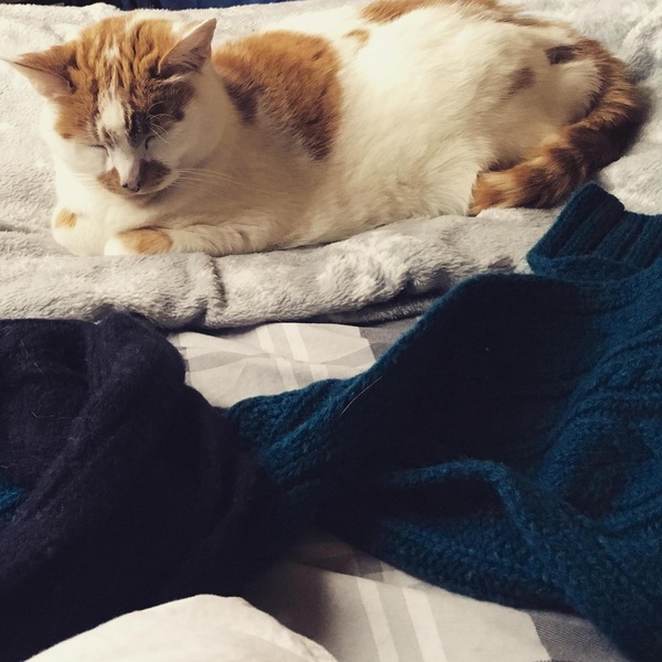 To adopt a 15yr old cat?