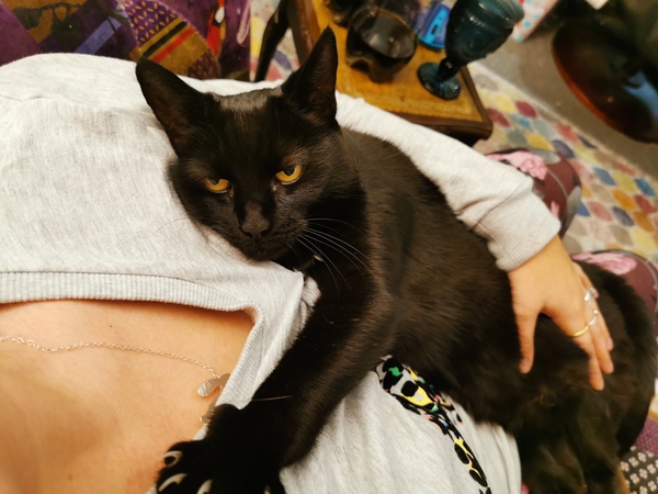 Talk to me re black cats…