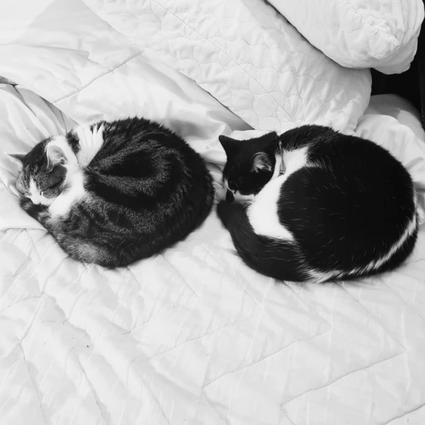 Resident cat not accepting kittens - help!