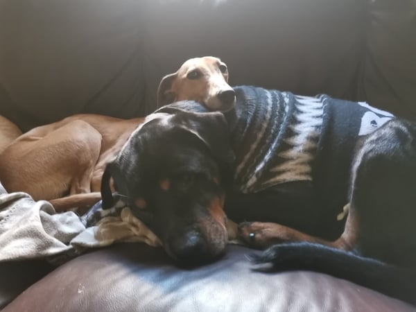 Dressing dogs up