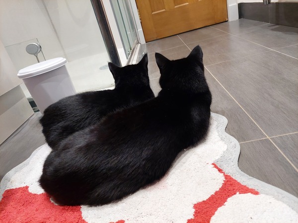 Talk to me re black cats…
