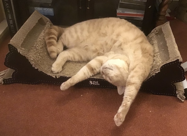 Does anyone else have a cat who fails at being a cat?