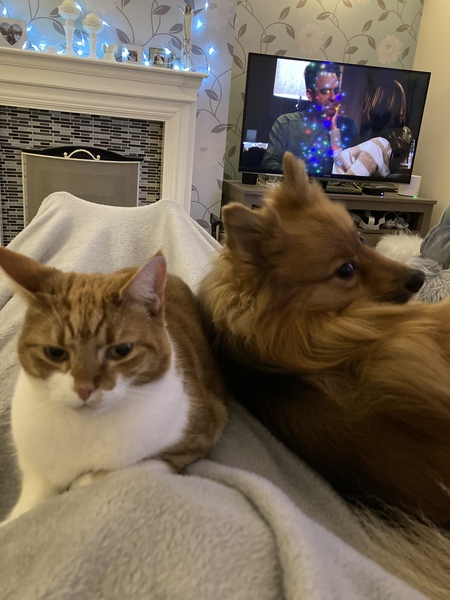 Such happy! My dog and cat are both cuddling me