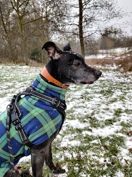 To think dogs don't need clothes
