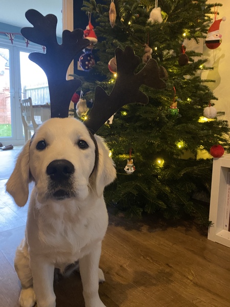 How to stop puppy eating tree?!