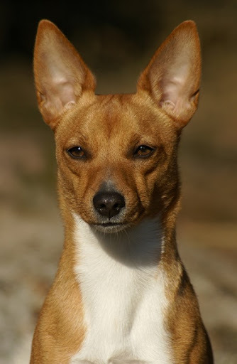 Best small breed for a family