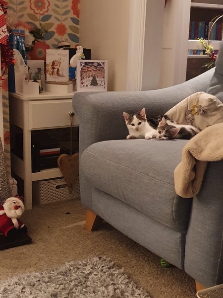 New kittens and needing advice! (Yes, there's a picture!)