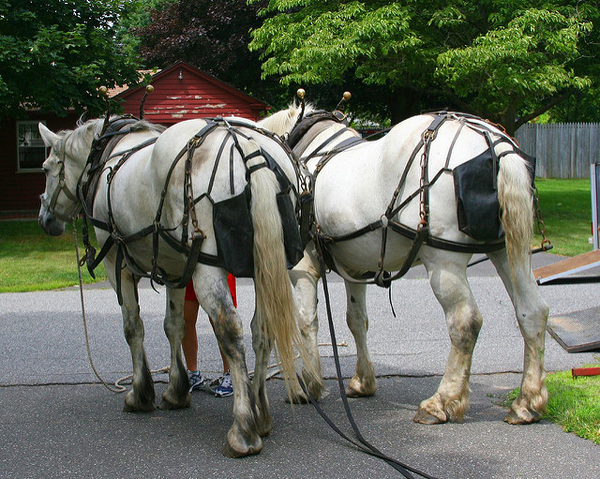 Horse riders should pick up their poo!!