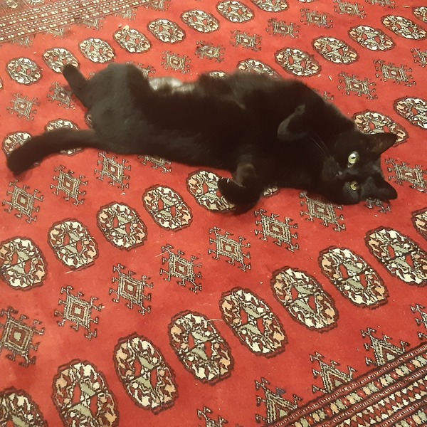 Talk to me re black cats…
