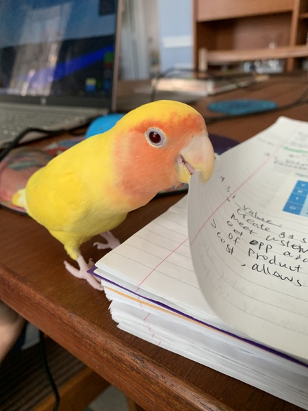 What's your pet called?