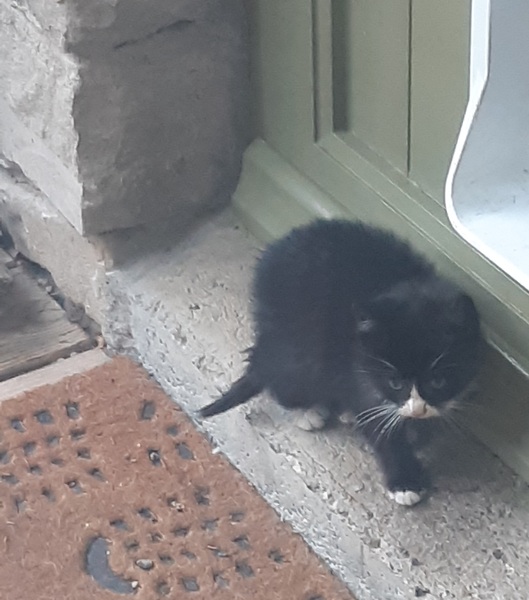 Home for a gorgeous black kitty
