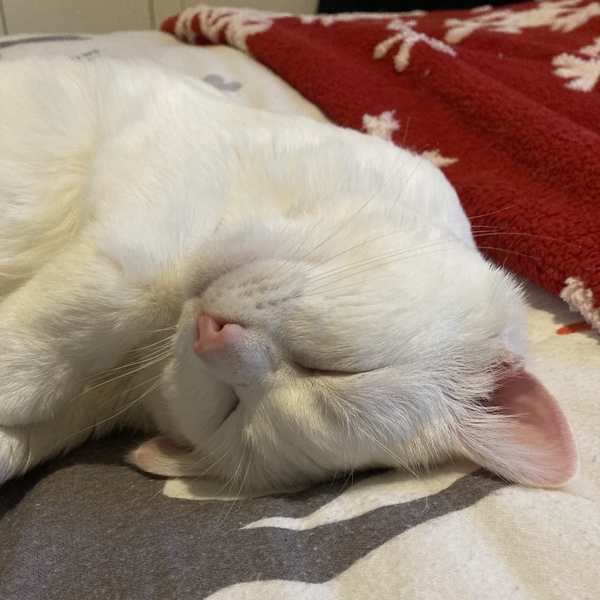 Do cats get lonely?