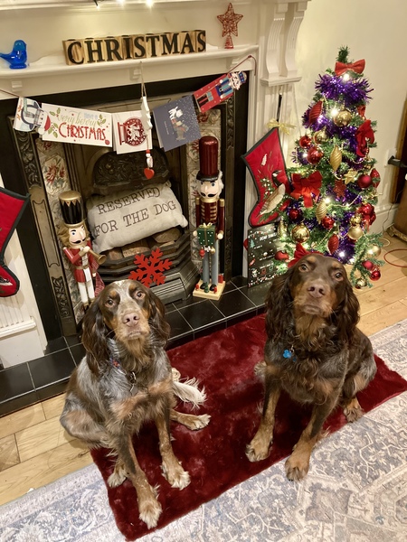 Posh dog breeds (just for fun!)