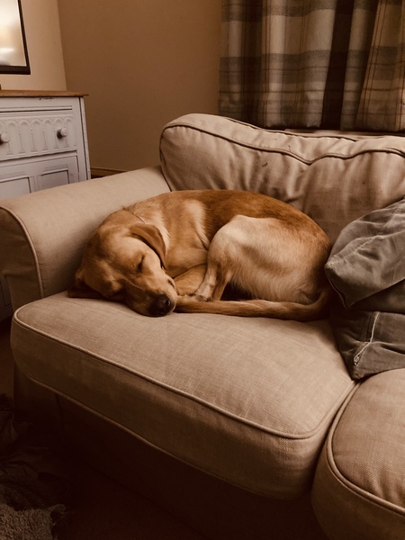 Posh dog breeds (just for fun!)