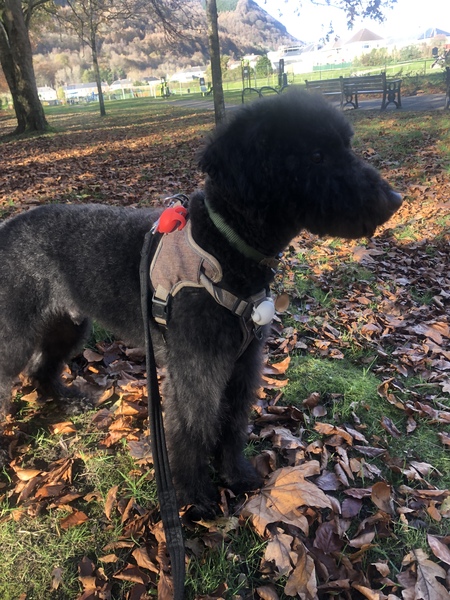 Posh dog breeds (just for fun!)