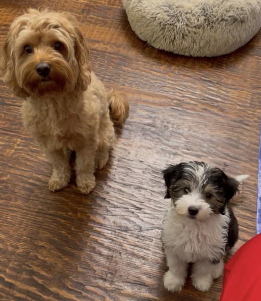 What's your pet called?