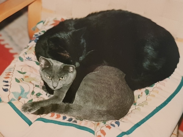 Advice - introducing new feral kitten to cat