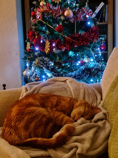 Xmas and your cats