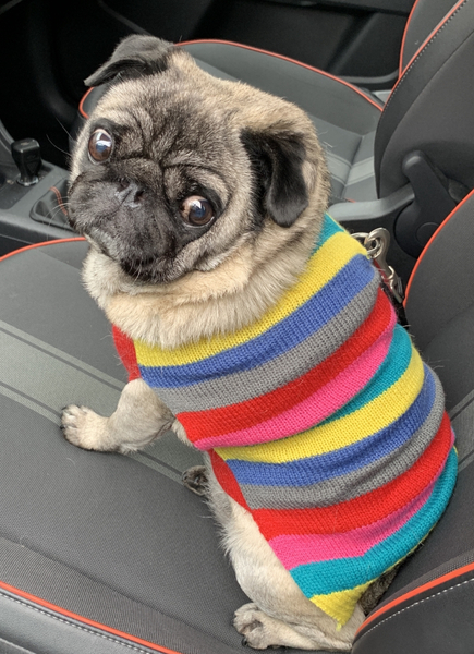 Dressing dogs up